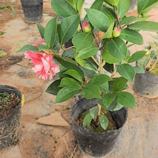 完全开放复色小璇