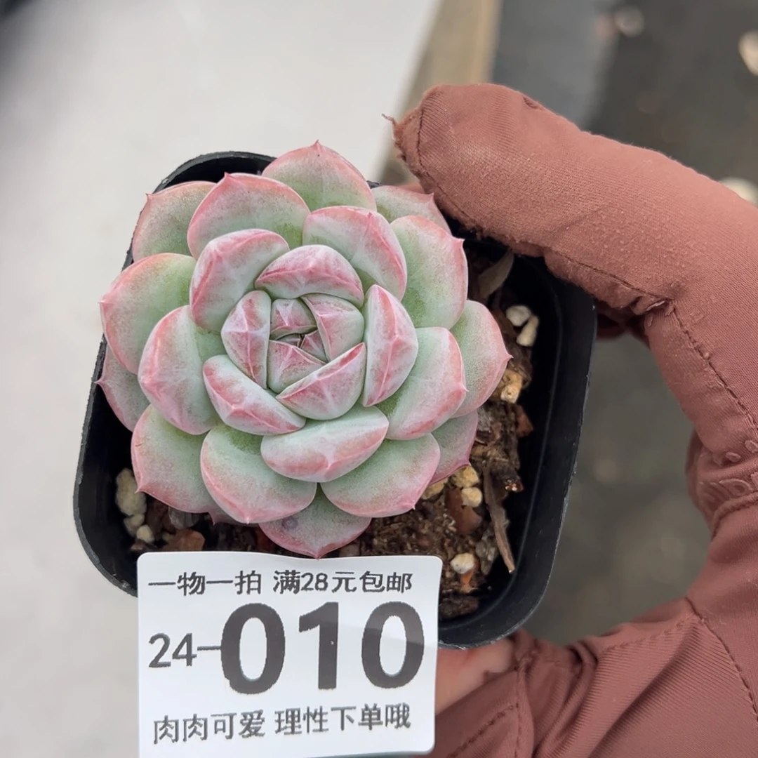 红心粉钻多多肉多肉多肉