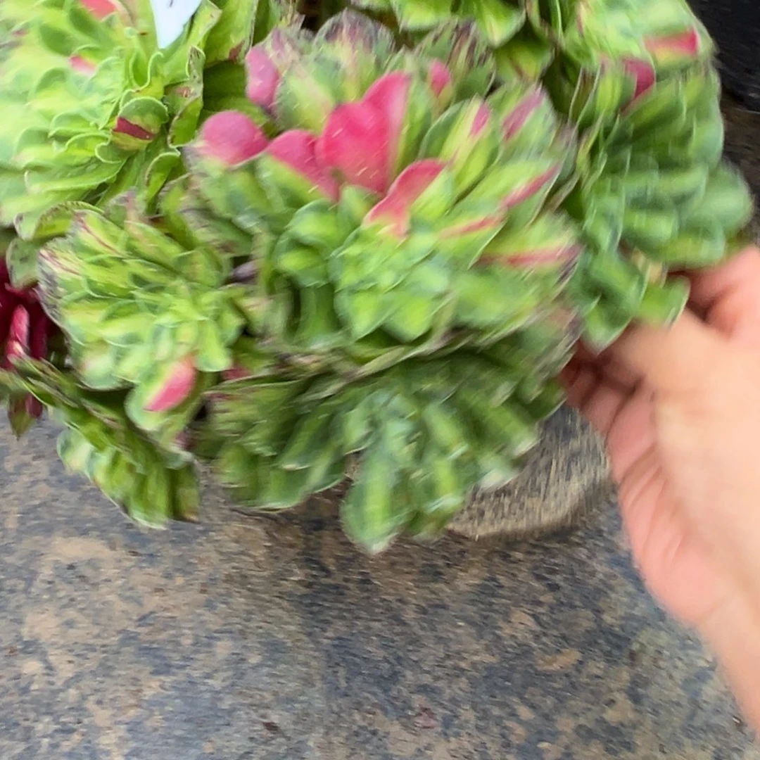 208知否多肉多肉多肉