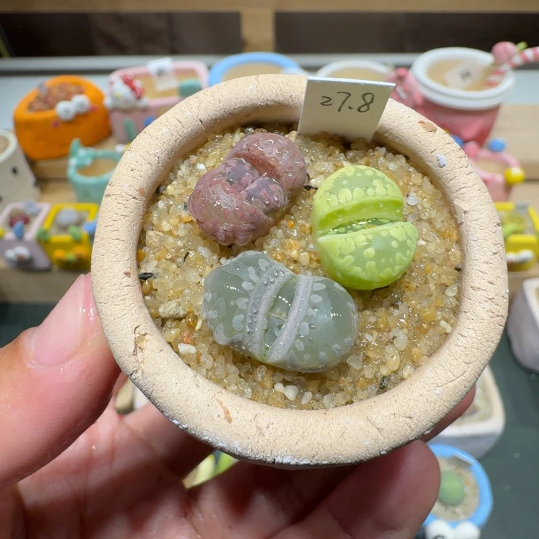 红陶蘑菇412大牙