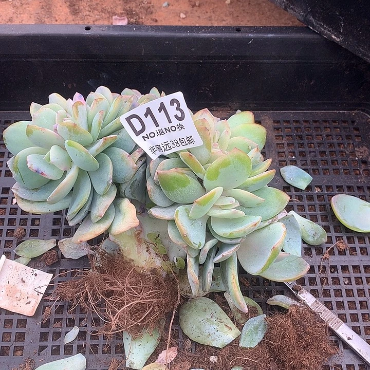 泡***喵白凤缀化 113 秒拍秒退拉黑