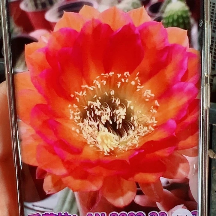 毛花柱28RL3侧芽拍一发二