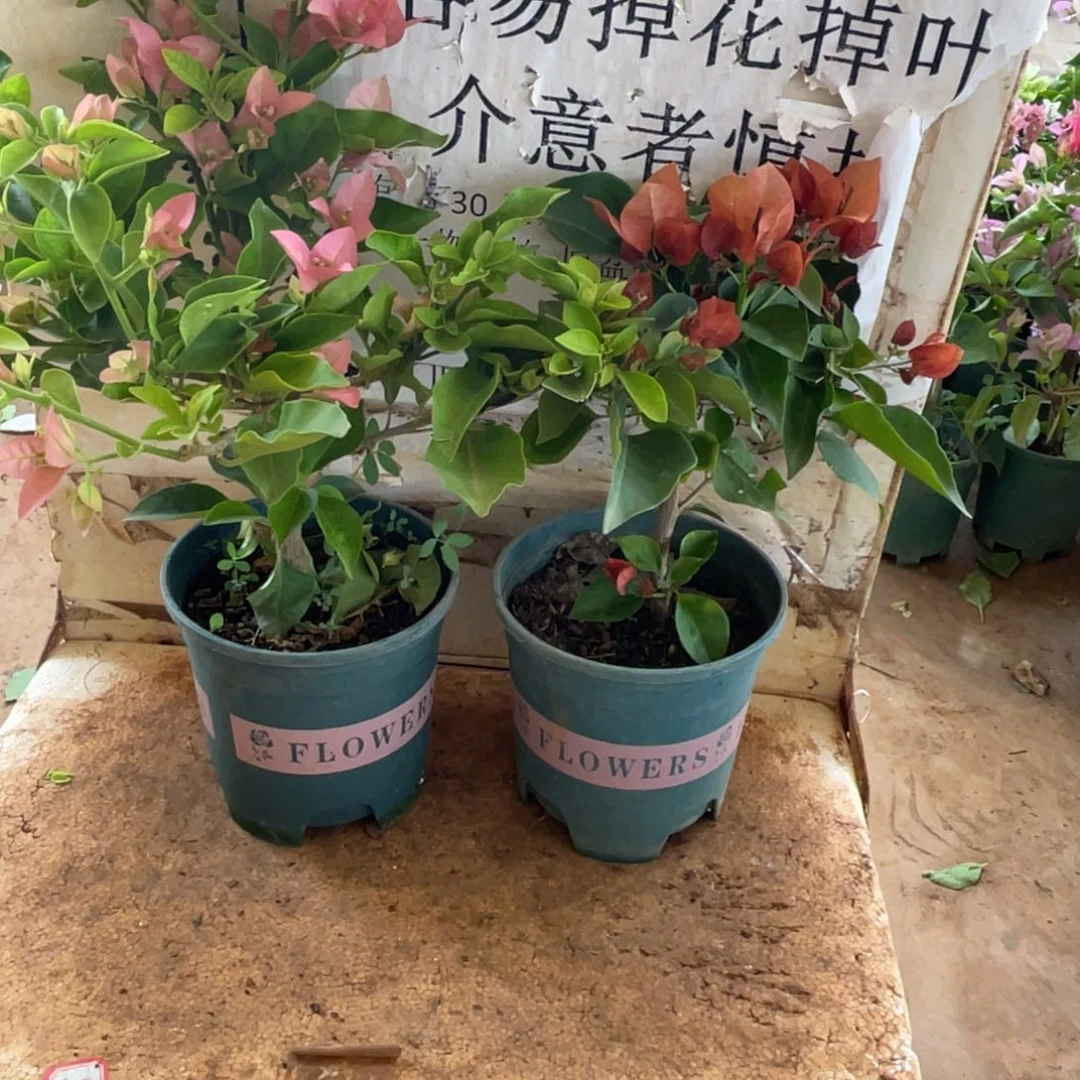 萝****当前无花栽培后可以开花7-2885