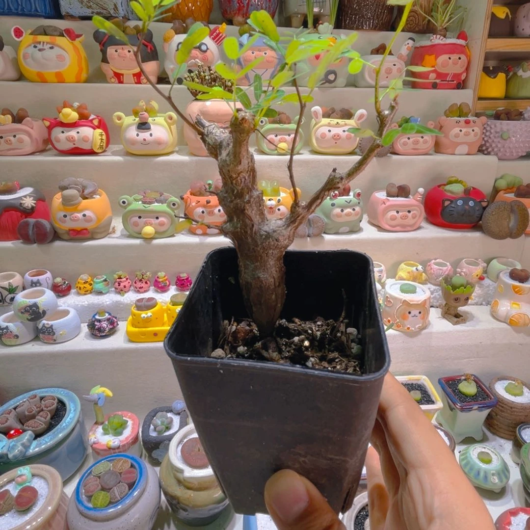 150沙漠苏木高端块根