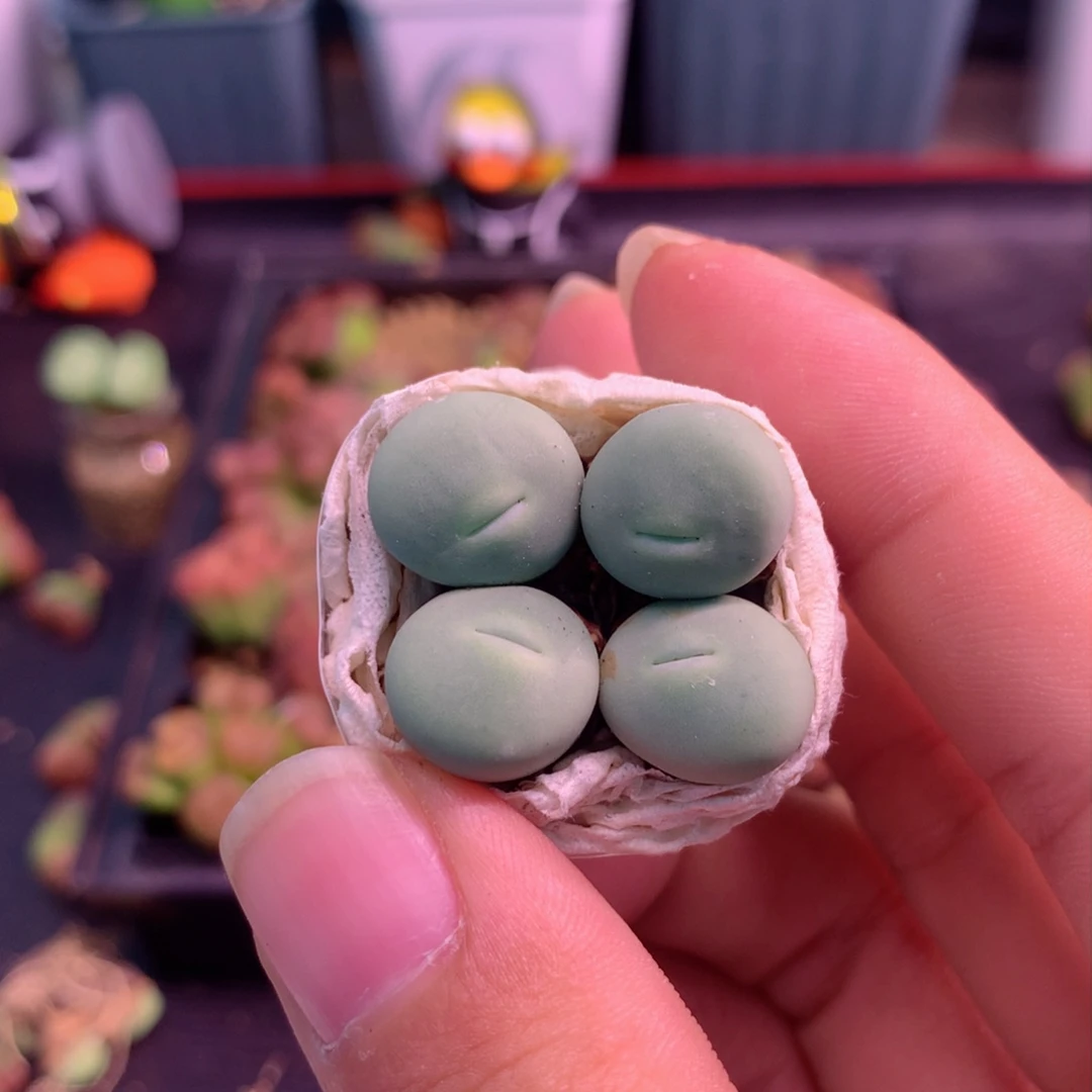 B758玻尿酸大嘴植物