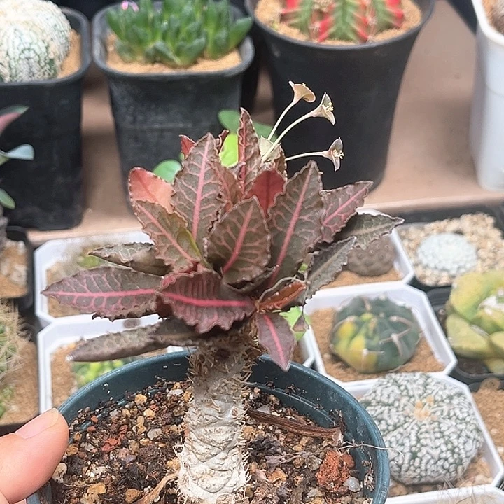 彩叶麒麟块根一颗