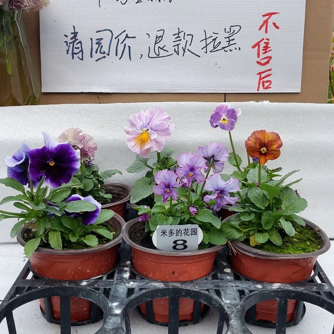 大部分花苞少量开放8