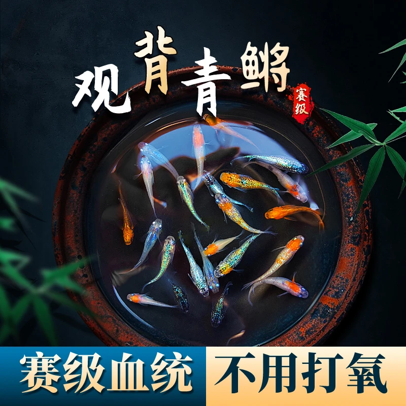 观背青鳉观赏鱼苗好养耐活自来水冷水小型活体不打氧打加温生态缸