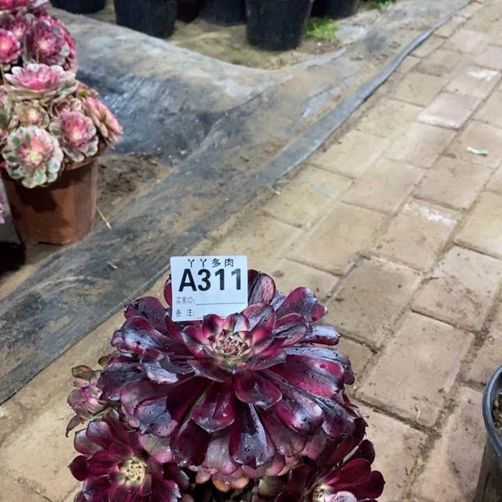 大***姐美姬多肉植物3110000000000