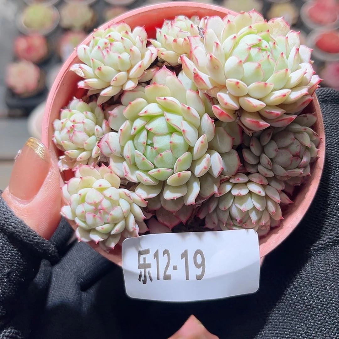 乐12-19 小红衣群