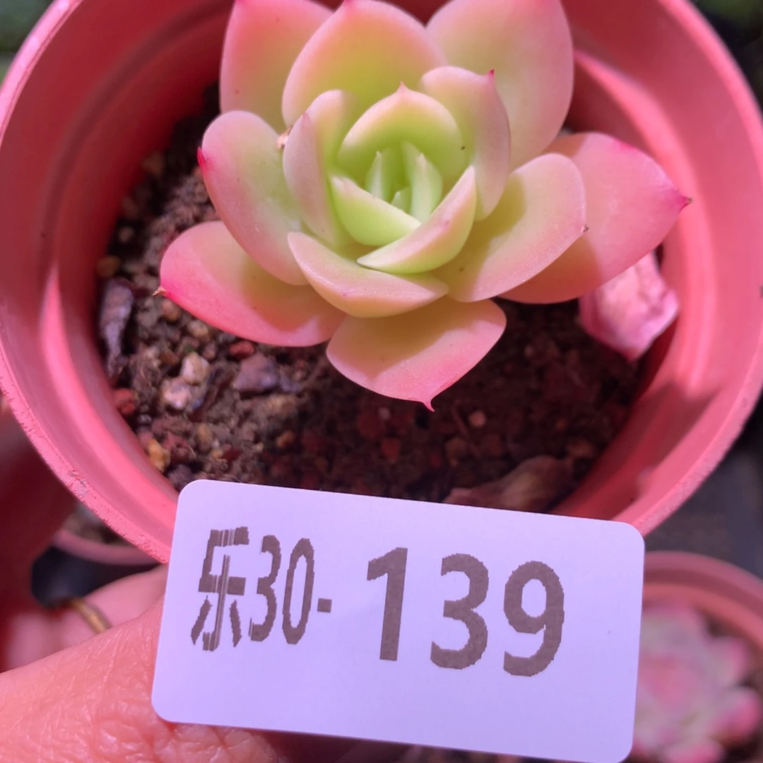 乐然30-139 柠檬酸橙