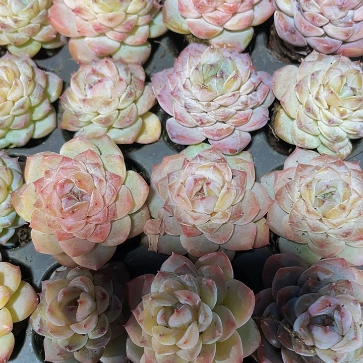 小冰葡萄1元带土发