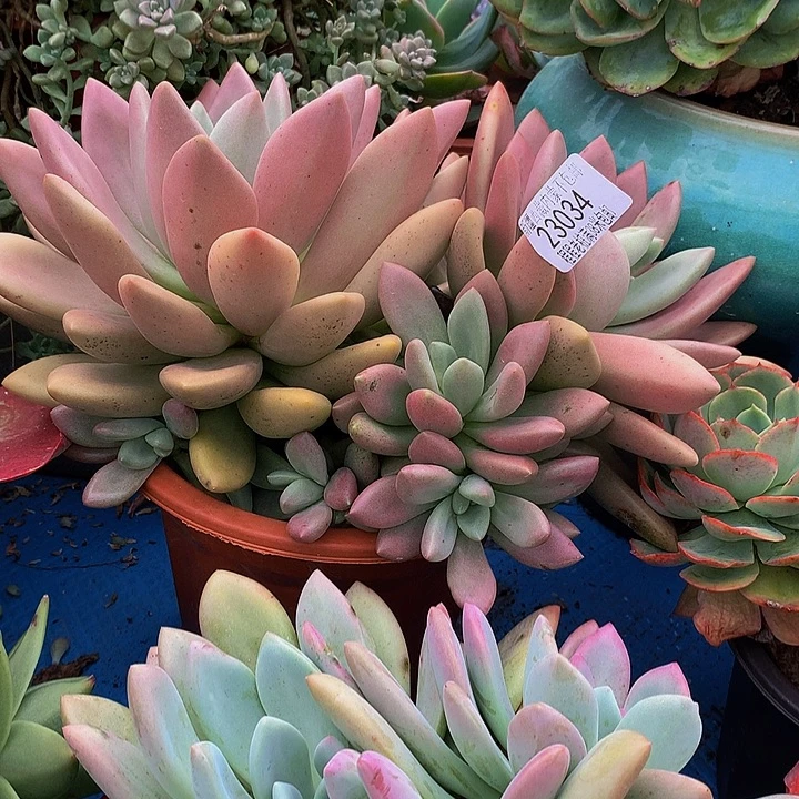 往***缘桃花源23834多肉多如图