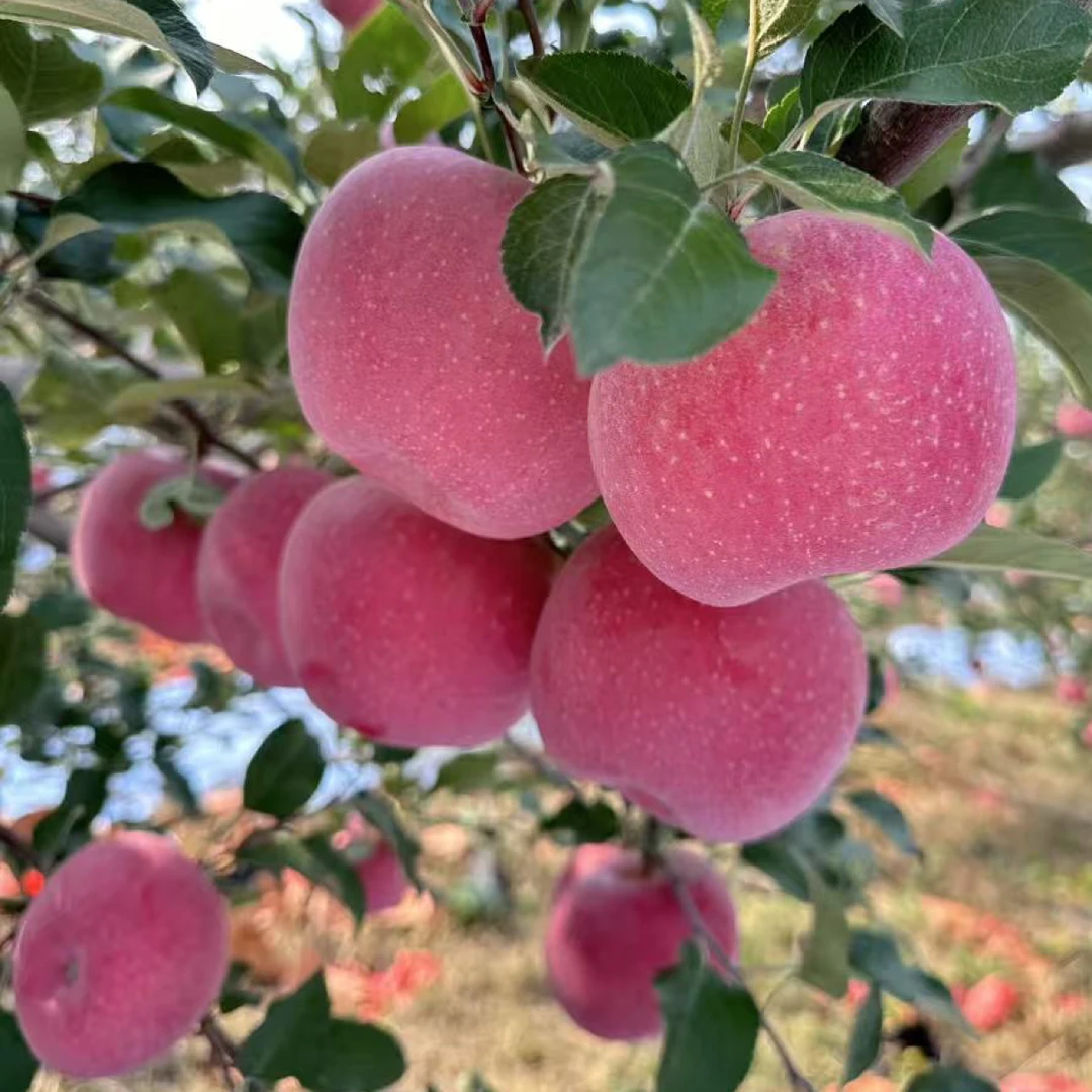 延安宜川头茬红富士脆甜多汁