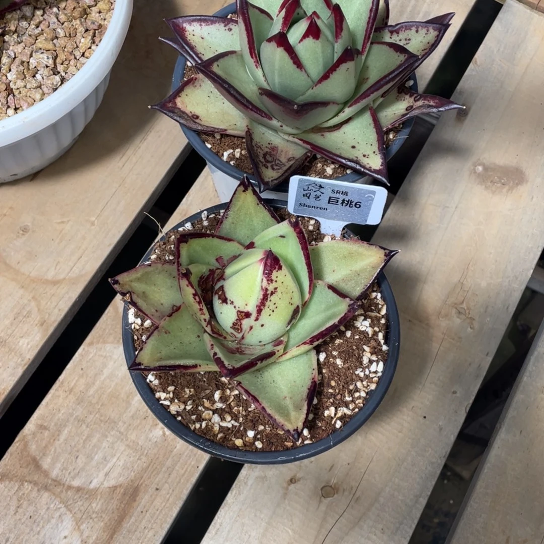 多肉植物，山人园艺