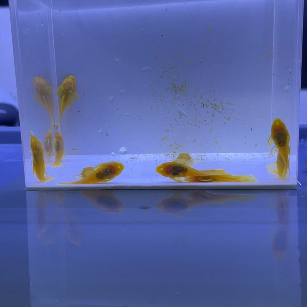 孔雀鱼胡子十条开箱视频报损