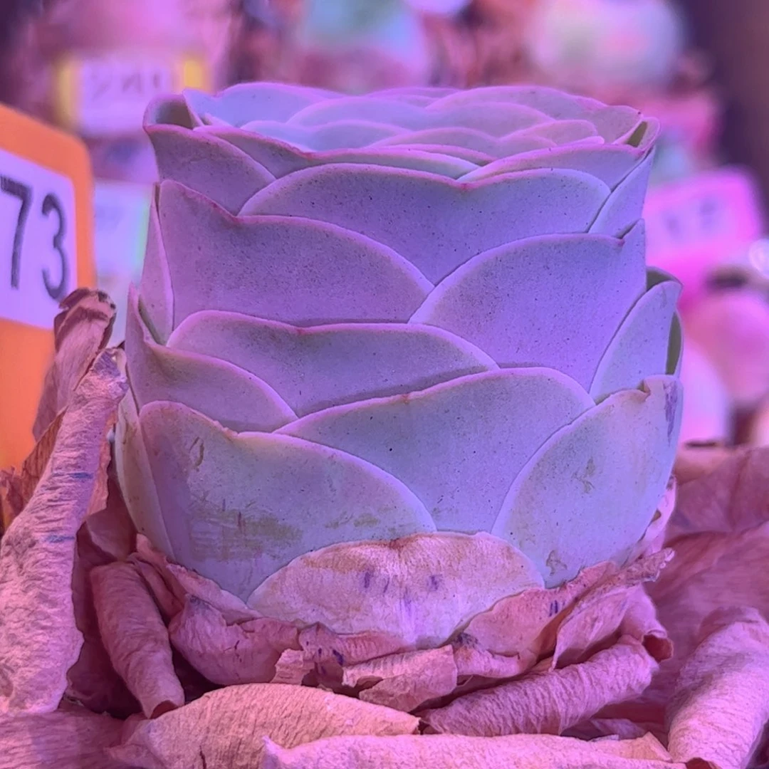 全部花朵L一物一拍山地玫瑰773