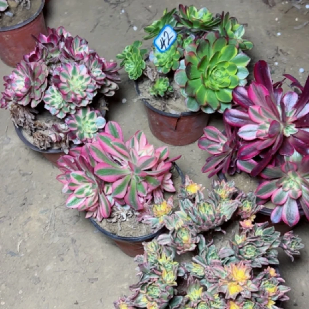 【闪购商品】多肉植物处理不售后42