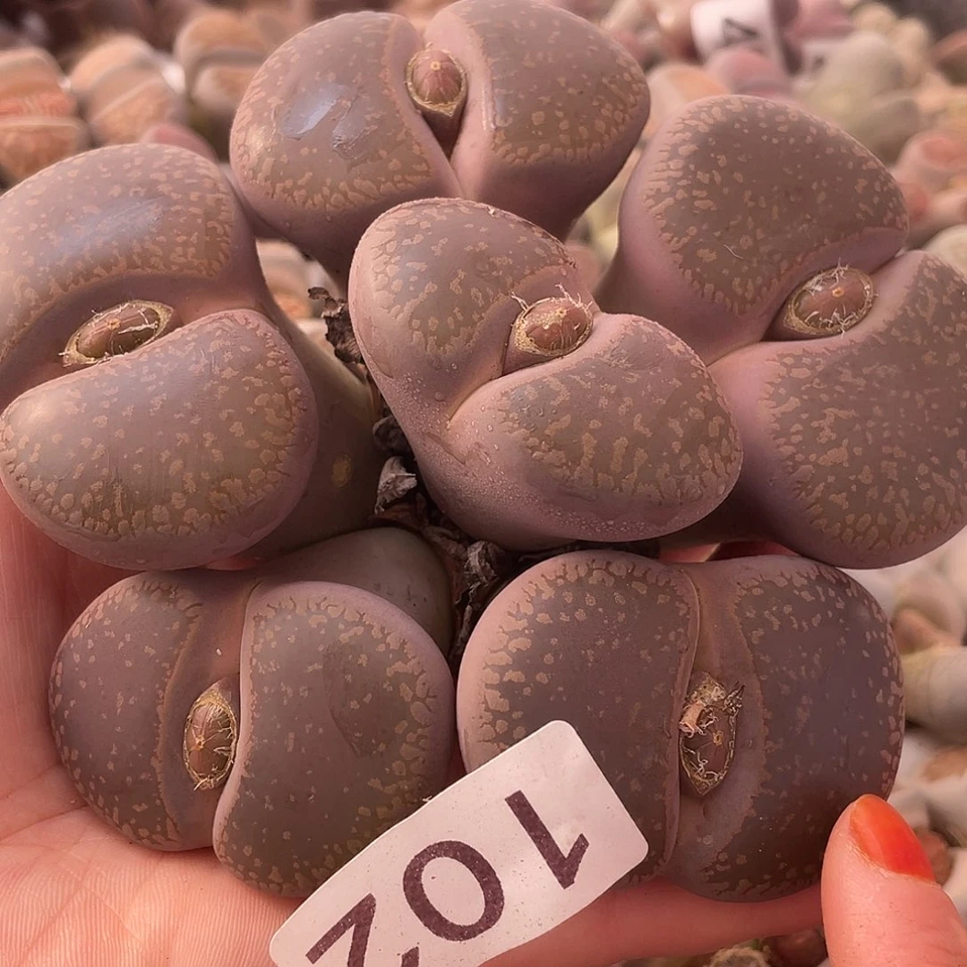 生石花一颗1 02000