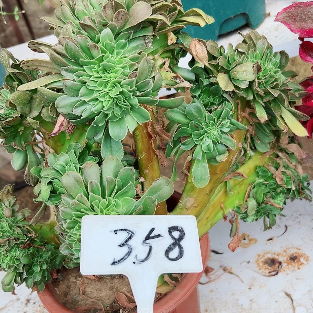 多肉植物香炉盘缀花