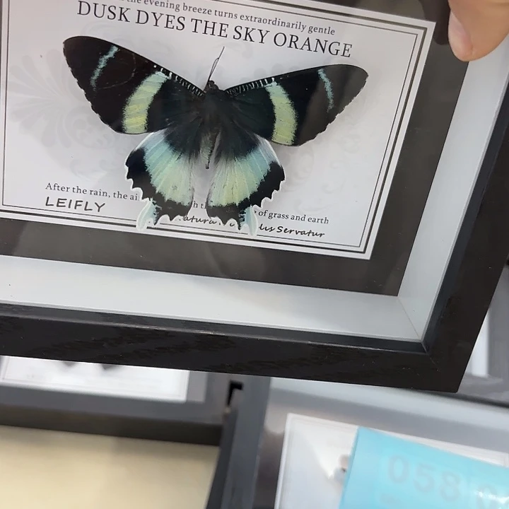 a***n蝴蝶标本定制版057