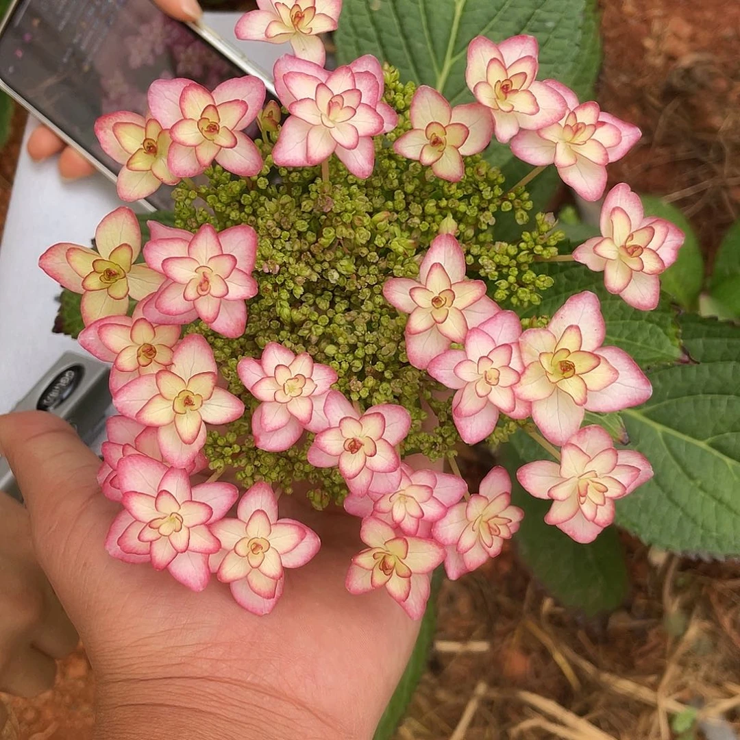 绣球切花一物一拍3枝起包邮，15