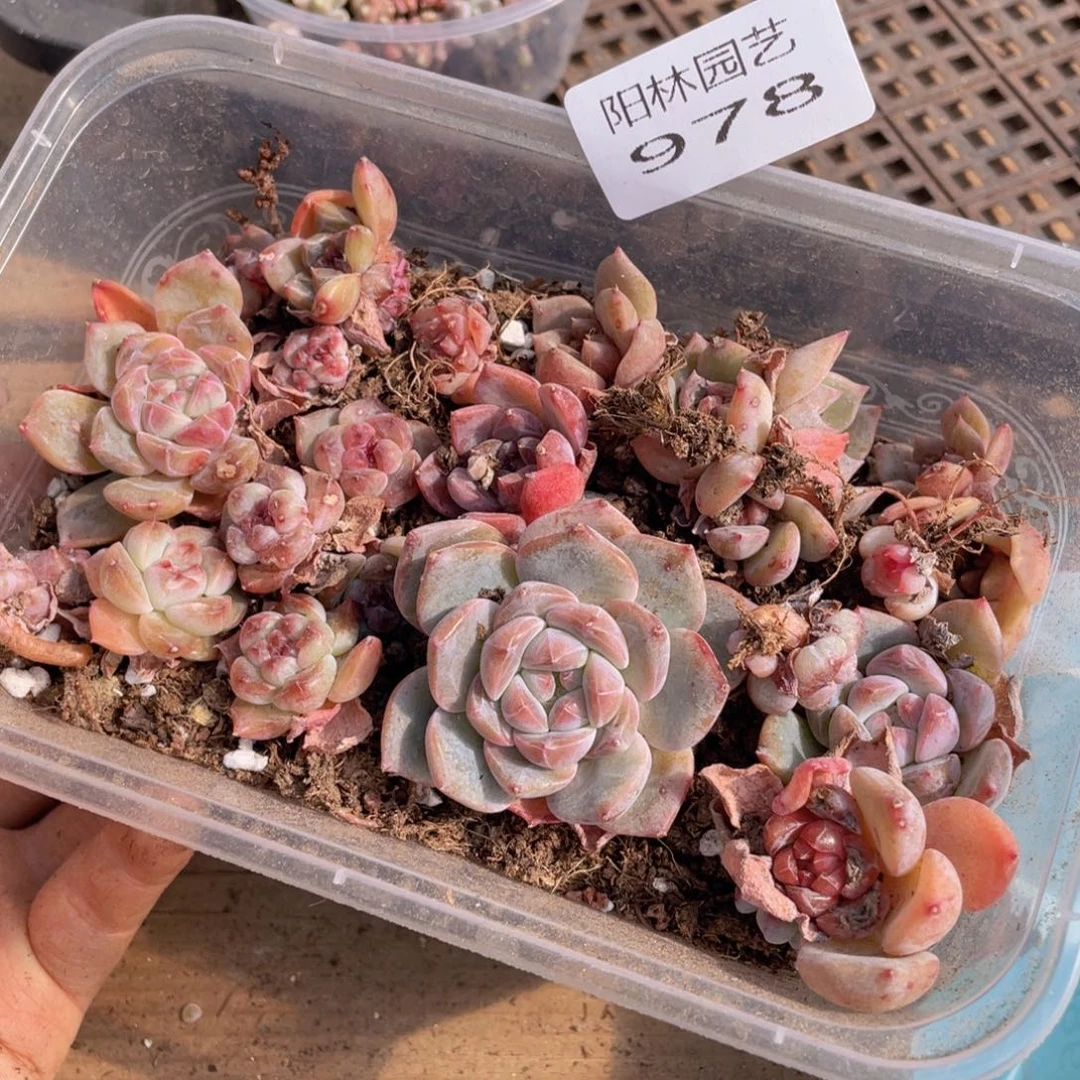 多肉植物多肉植物978