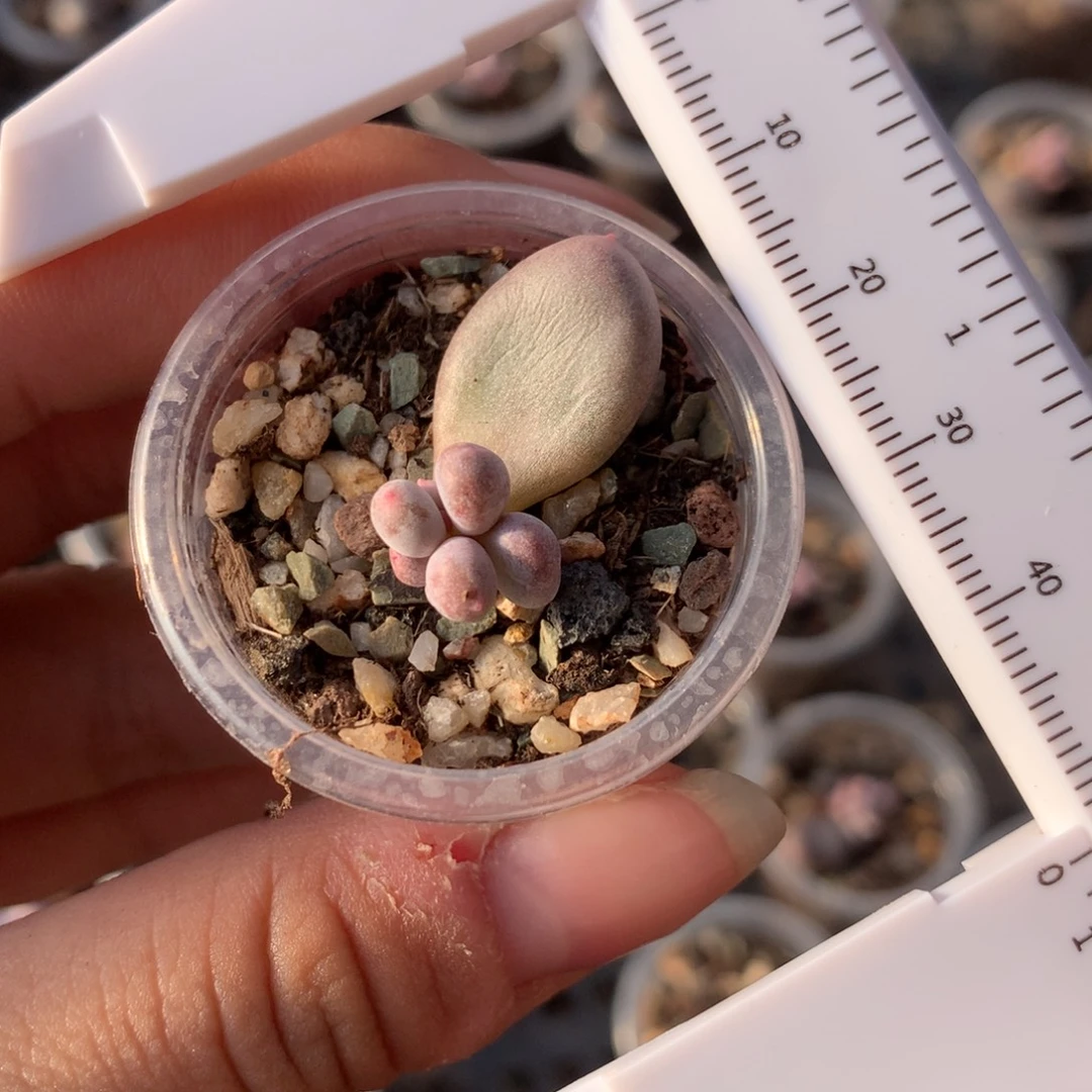 韩国彩虹奶多肉植物叶插苗