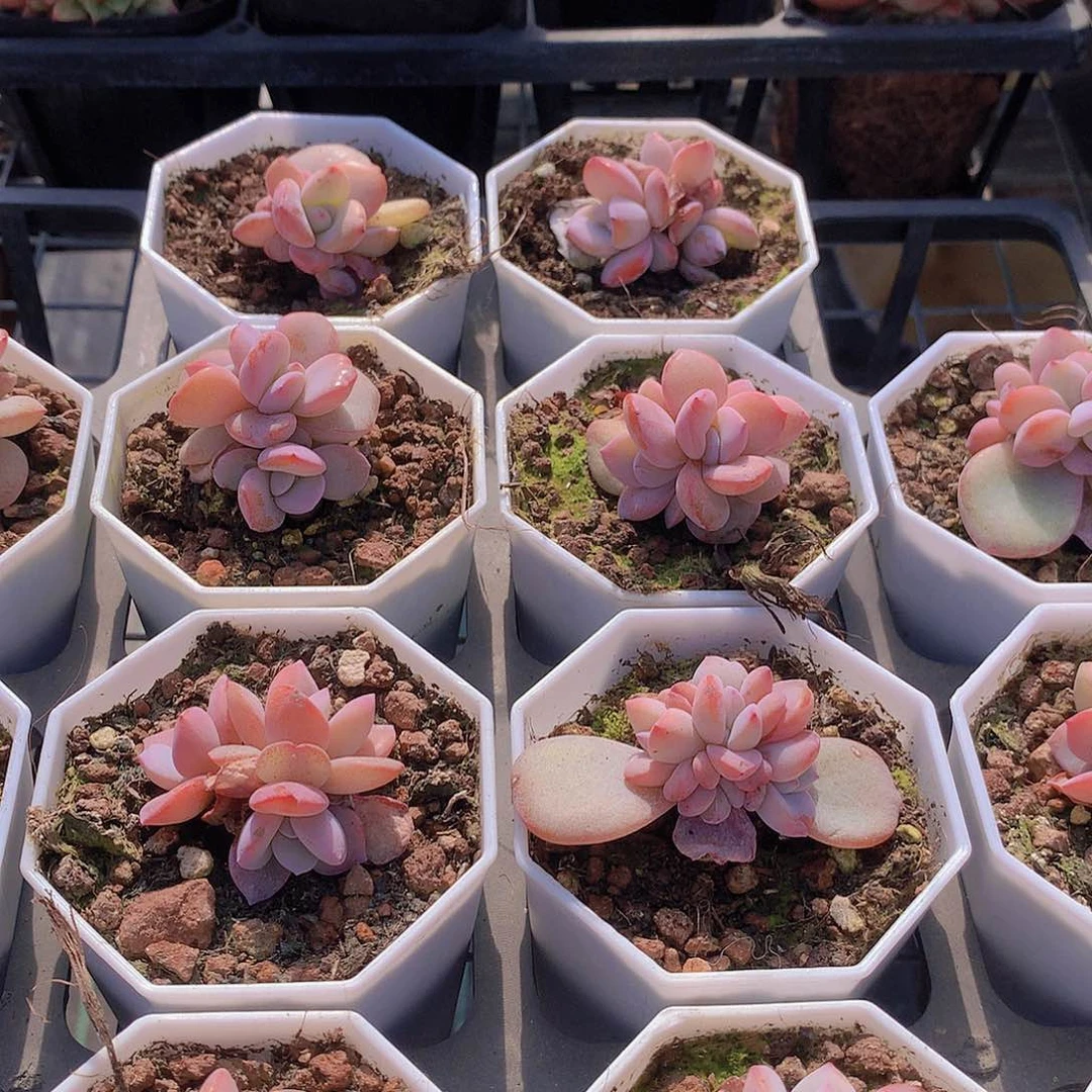 多头奶茶23w 234567789990