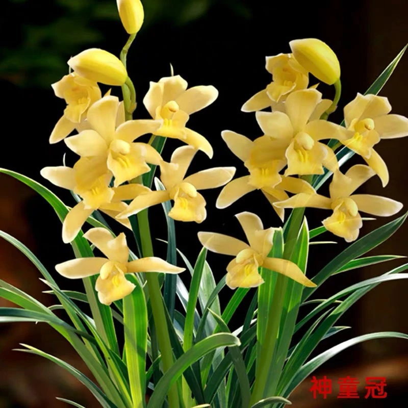 神童冠 刘阁兰花苗 叶带金边带盆 夏带花苞好养室内花卉绿植盆栽