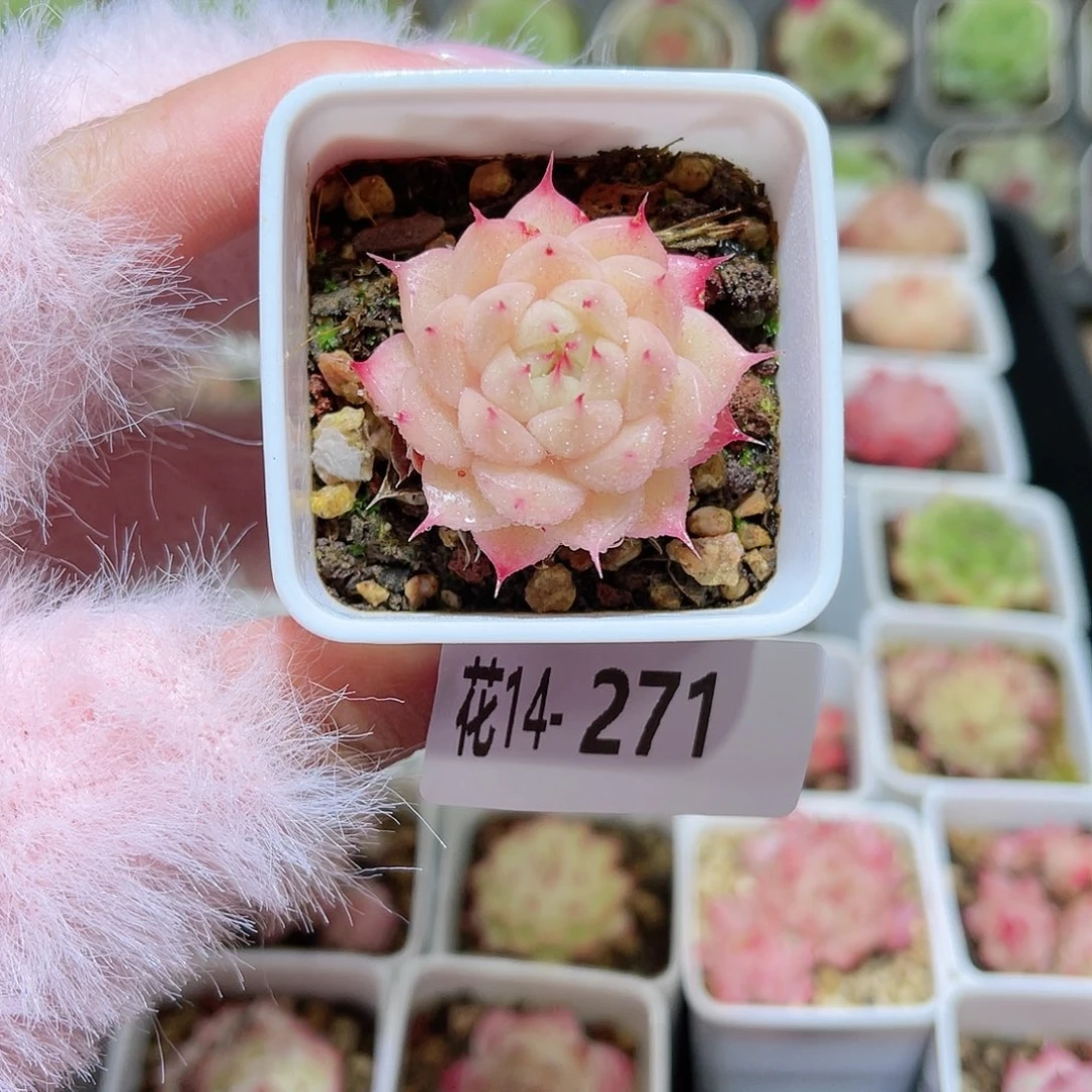 花利美14-271海王