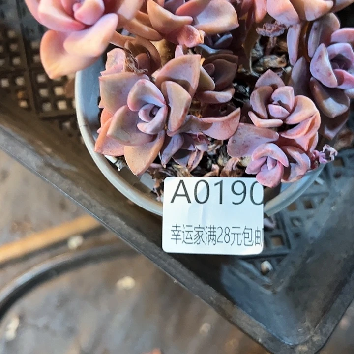 幸运的是我的朋友