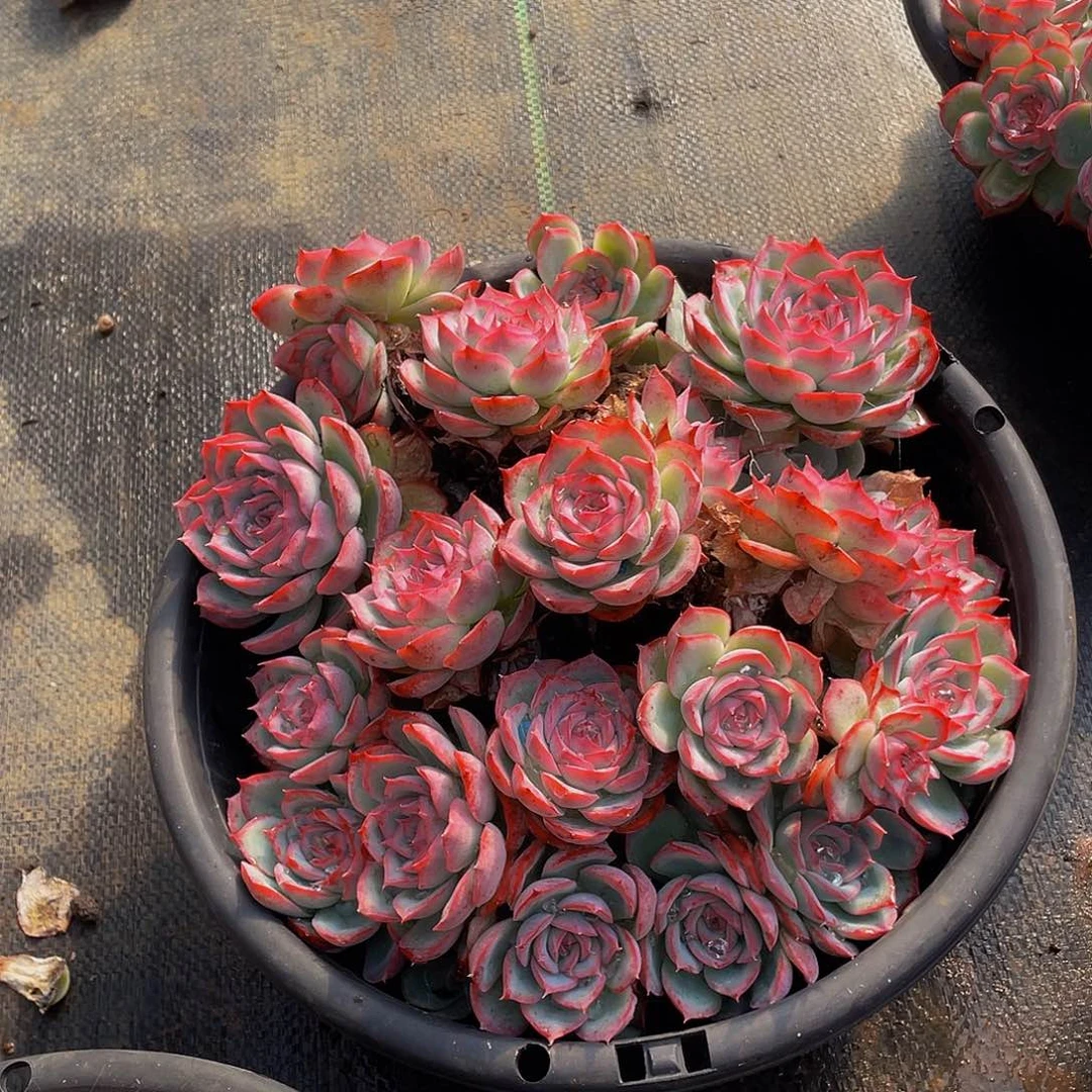 侧影群生精控48多肉