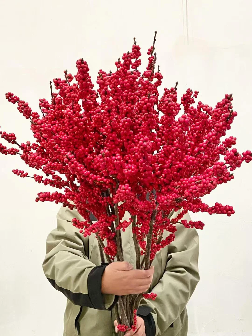 【年宵冬青】ZL【状元红】AAA天物冬青1-1.2米高品质鲜切花年宵花云南