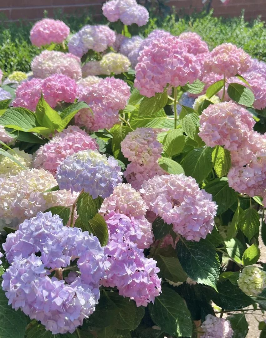 【大冠幅带11-18个花苞】无尽夏绣球花开花绿植好养室外带花苞发