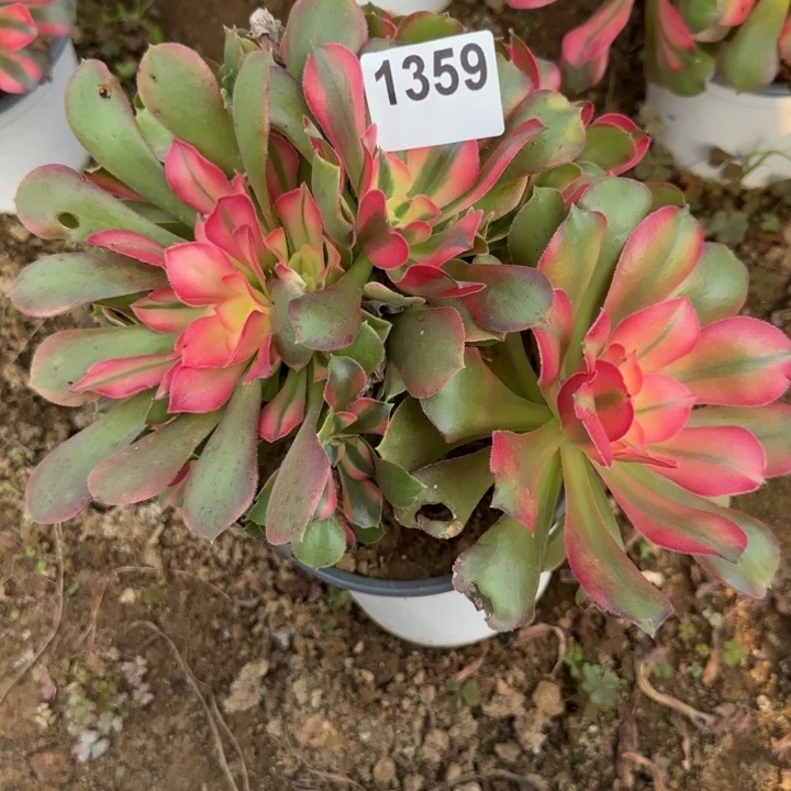1359香妃清棚处理不包断枝