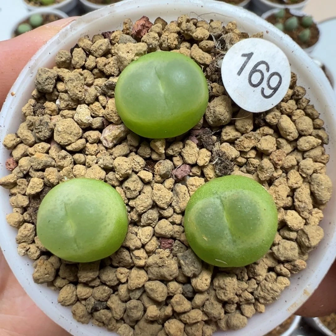 拉登一颗脱土169000