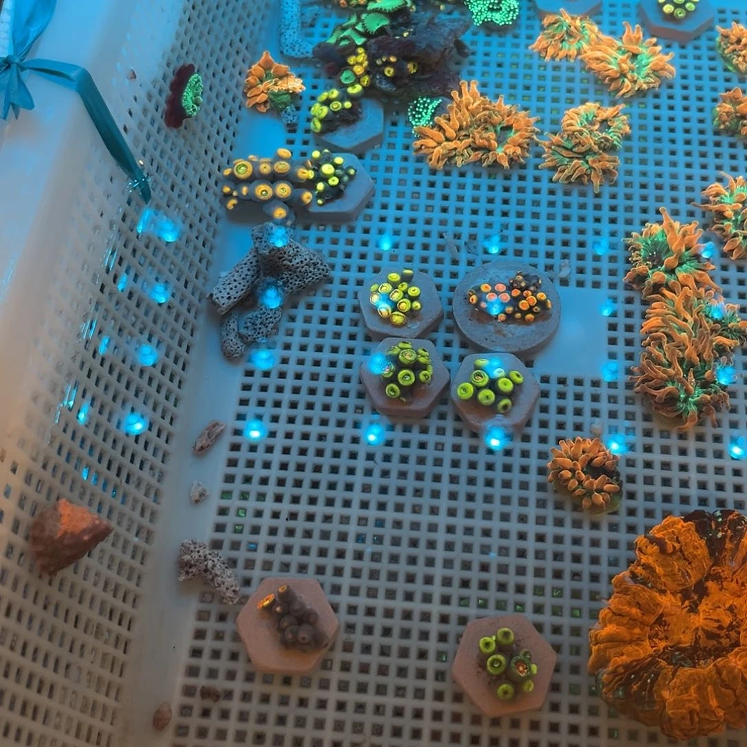 海***选纽扣珊瑚4盘纽扣11111