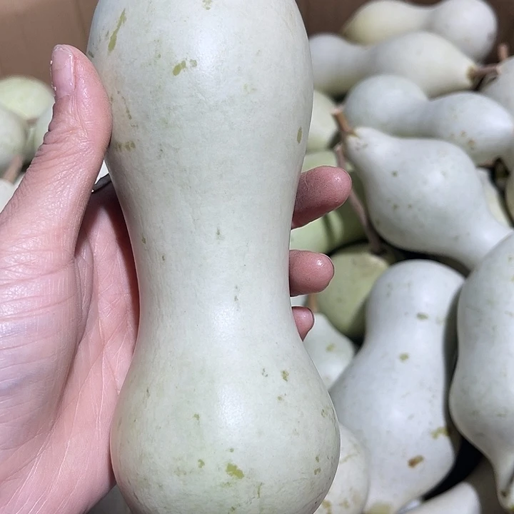 大果紫檀（缅甸花梨）荣*