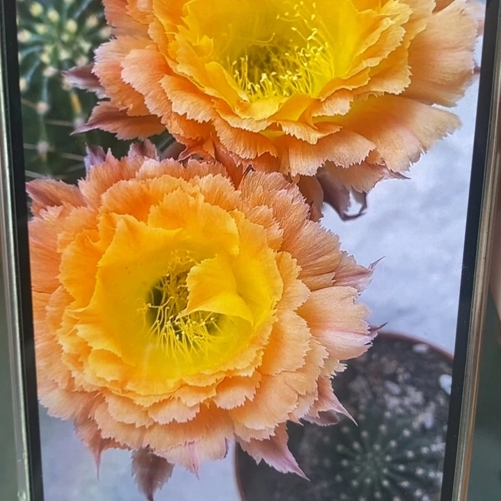 香香橙黄羽毛侧芽2.5公分左右