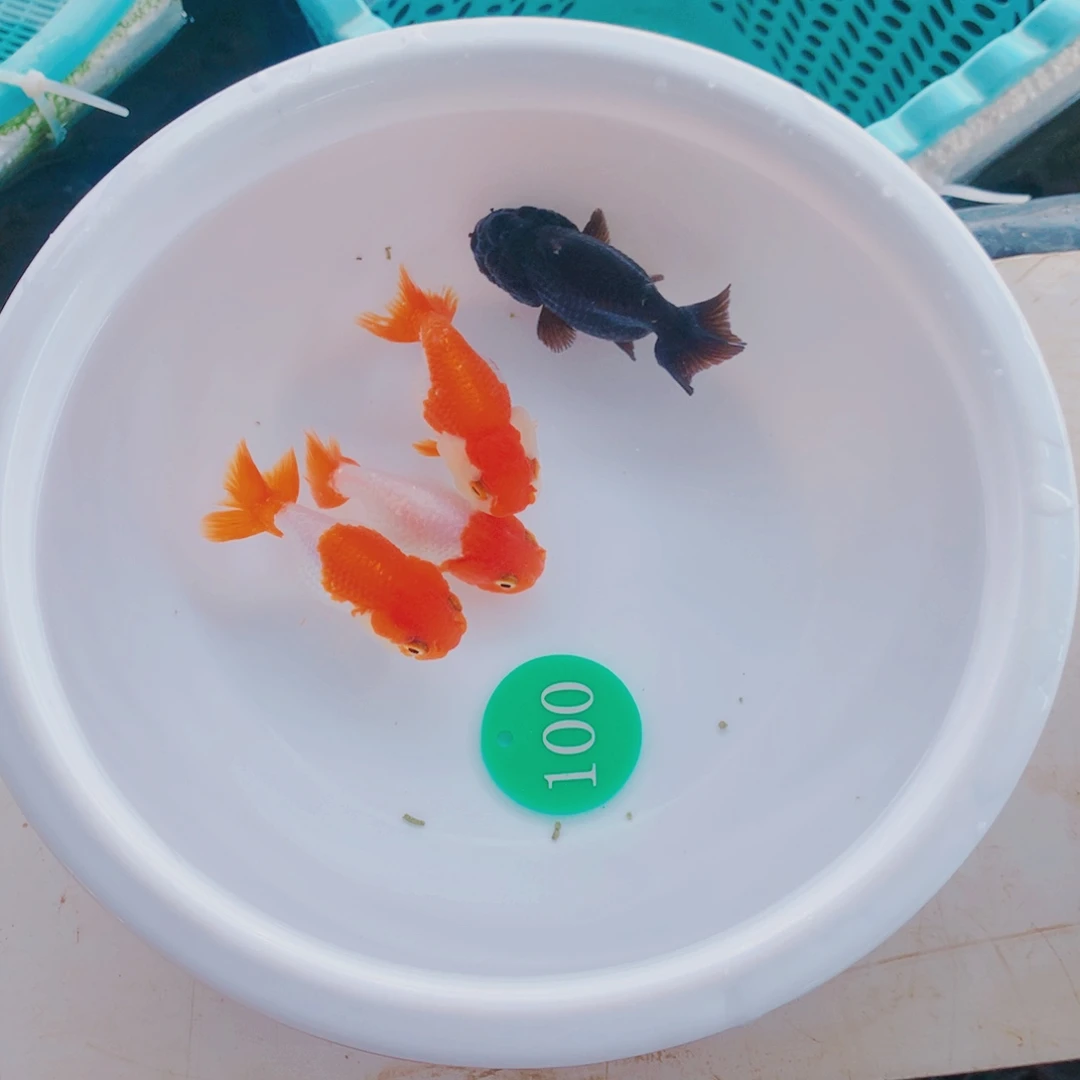 金鱼毛1111111111111111