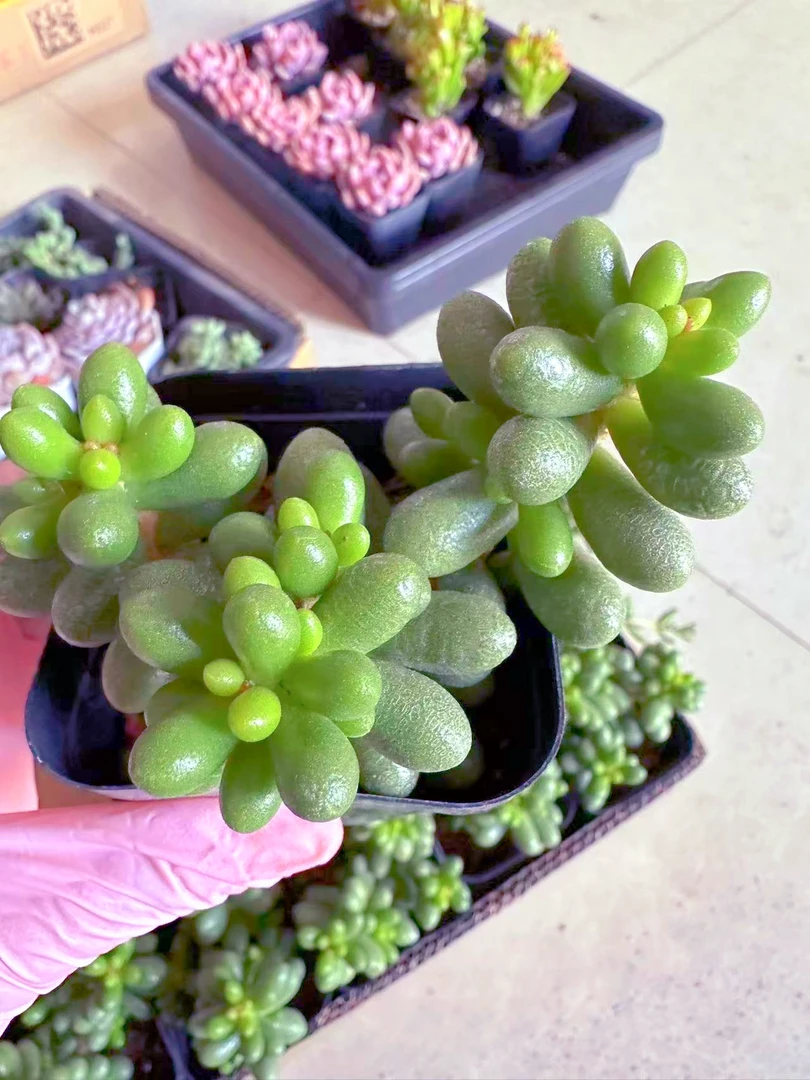 7公分盆绿龟之卵多肉植物 （满9.9元包邮发货）