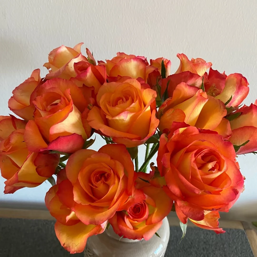 金辉玫瑰   居家办公优选《东北基地发货》