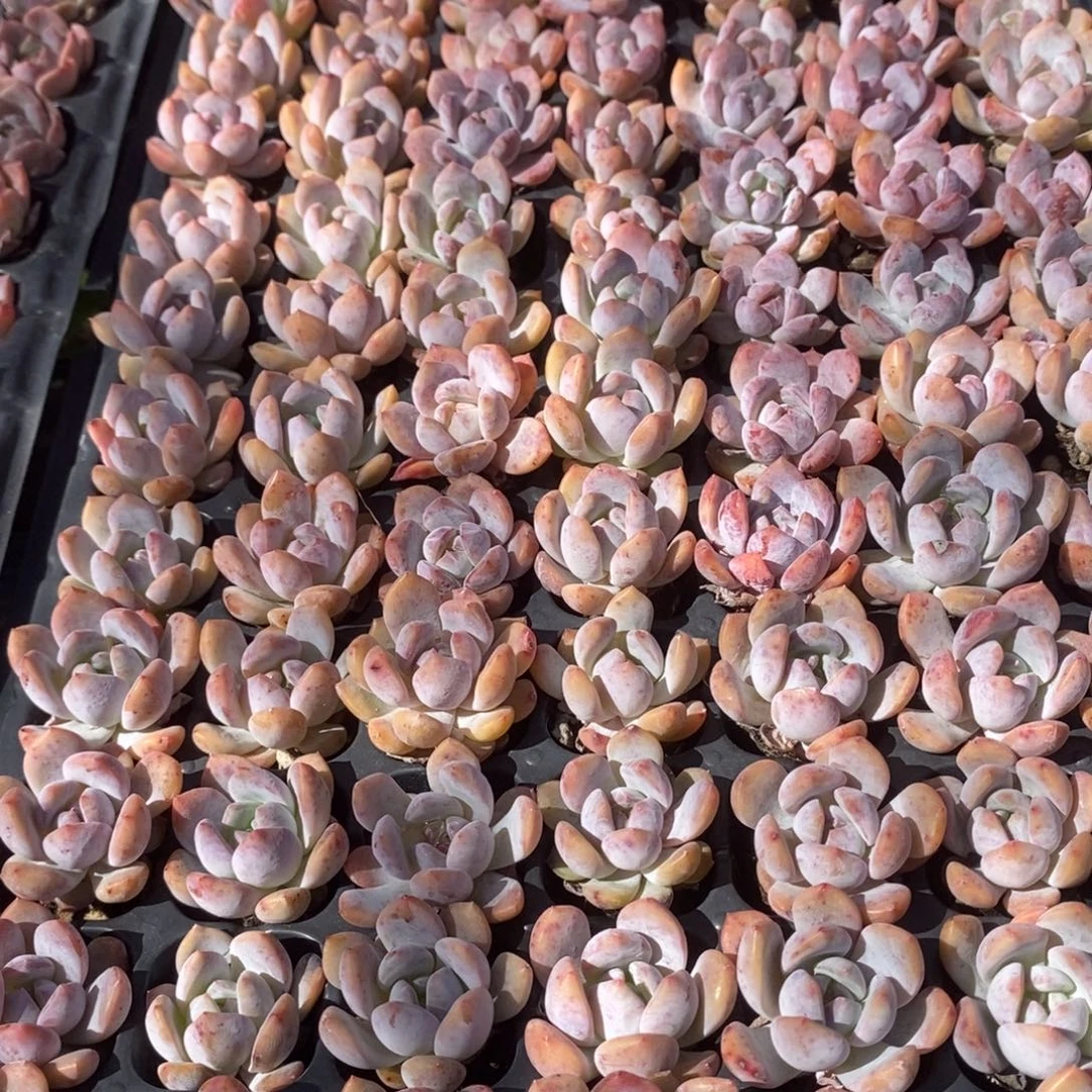 梦露3cm叶片微瑕到手7颗量拍多肉t