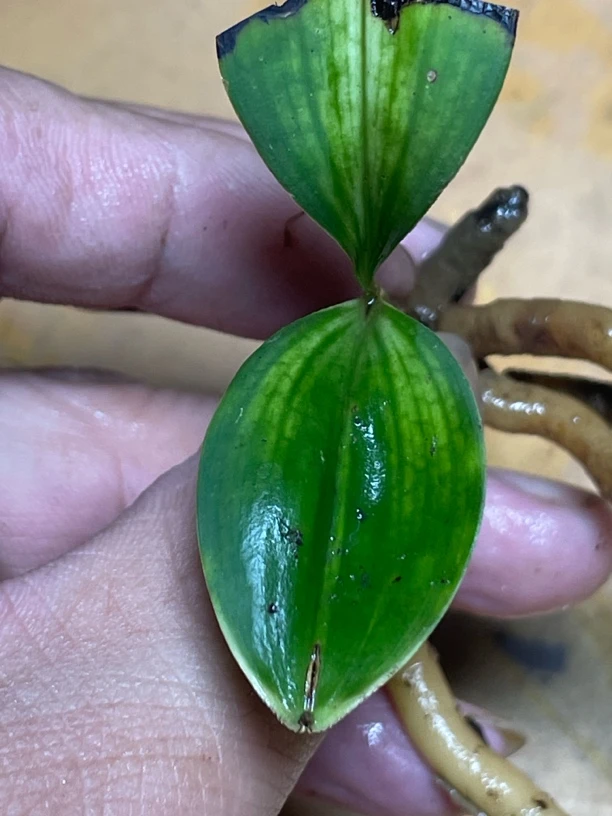 磨砂小叶兔耳兰可的优雅兰草