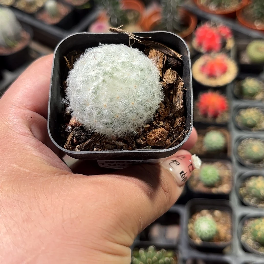 平***姐109365一物一拍单头发货