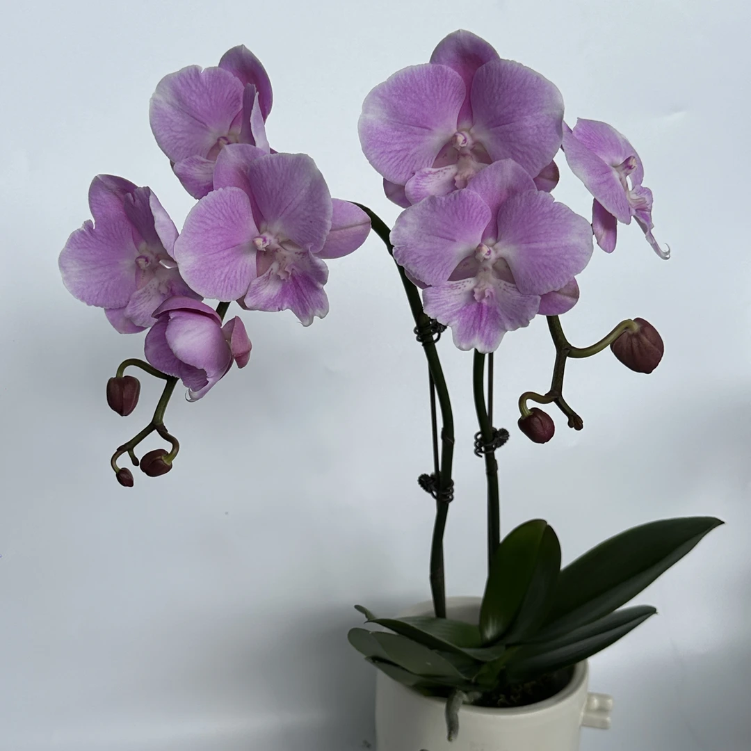 2.8粉色大舌蝴蝶兰一颗双梗（全场任意两颗起发货）
