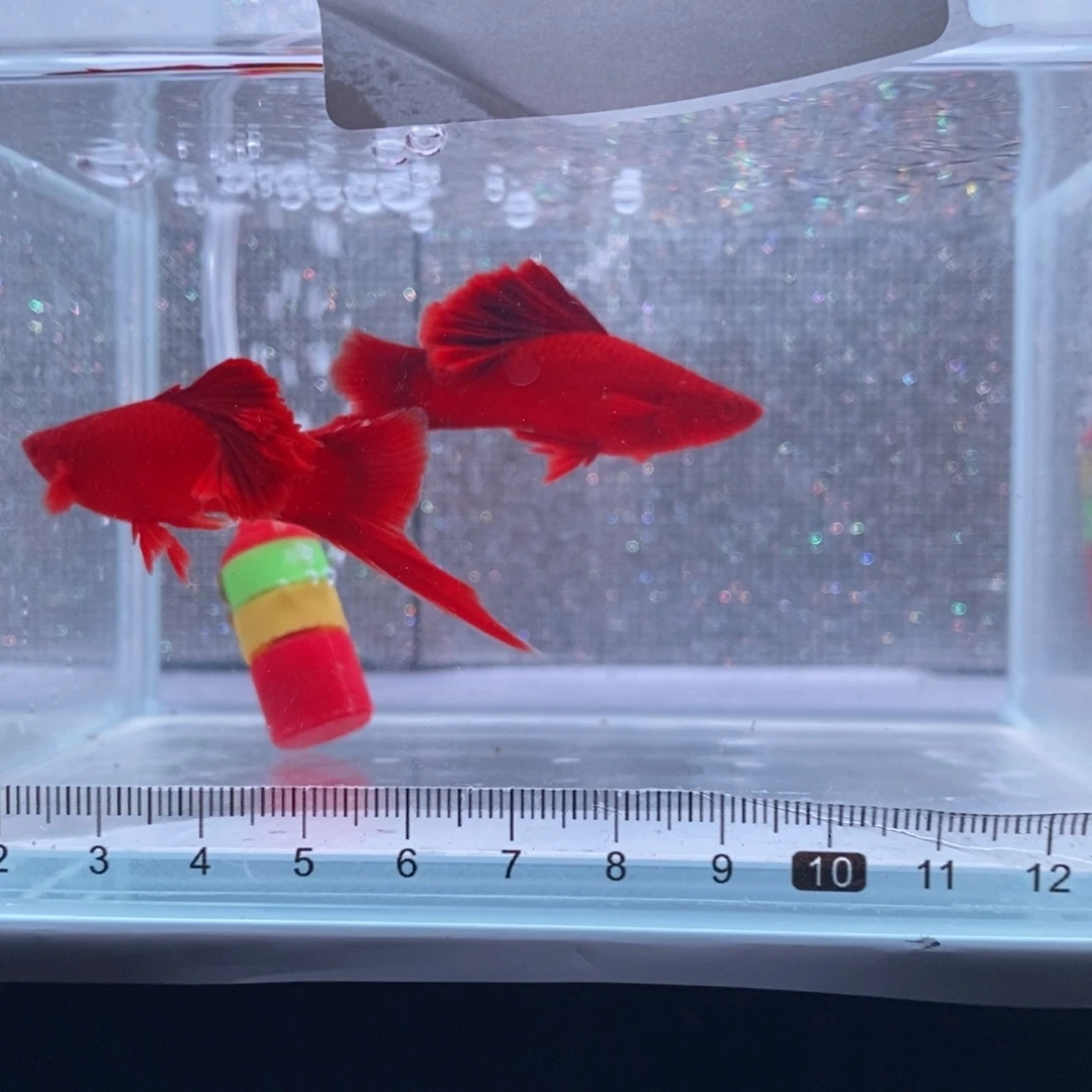 用***8红剑鱼高鳍红剑成鱼2公