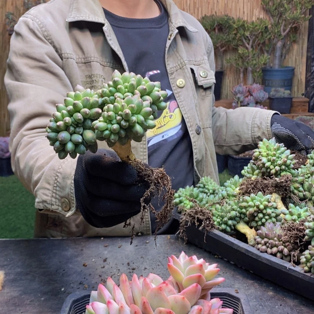 晨***?276 号千代田缀化