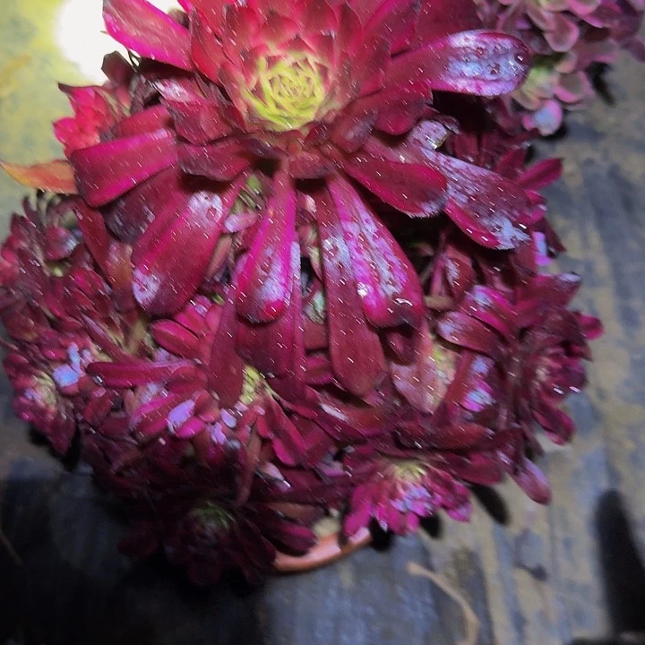 精品美姬捧花亏本福利